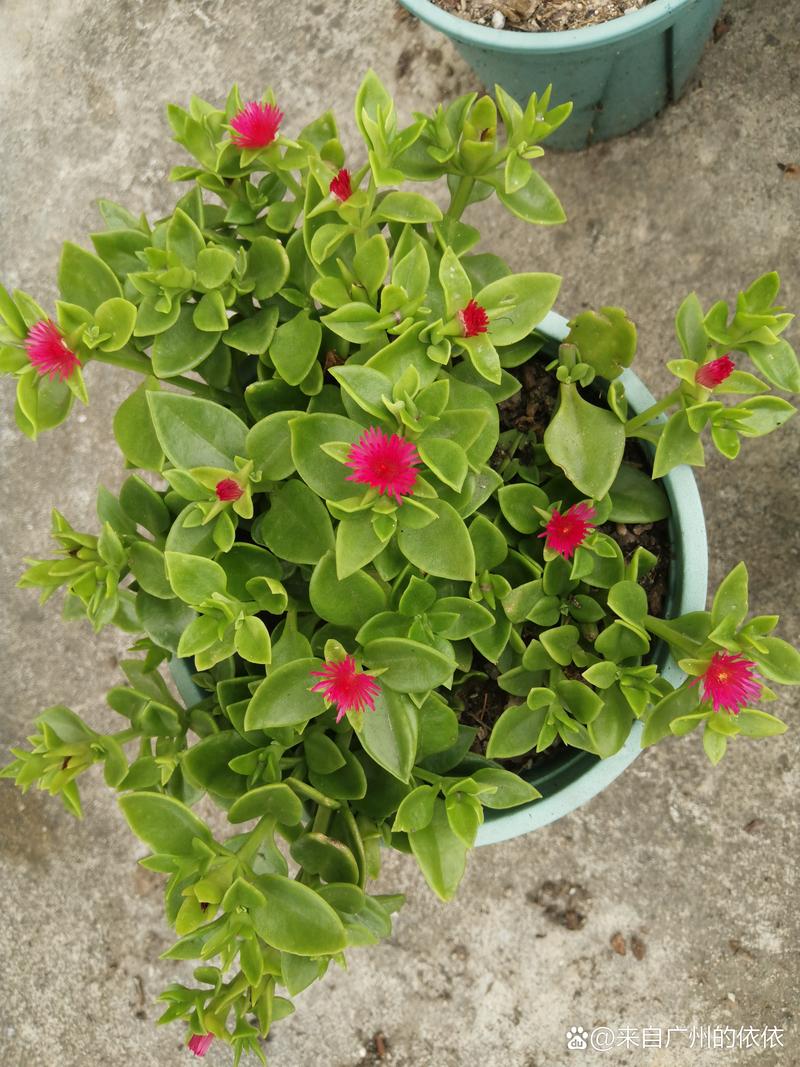 5元田七花香烟价格(田七花香烟价格表图)